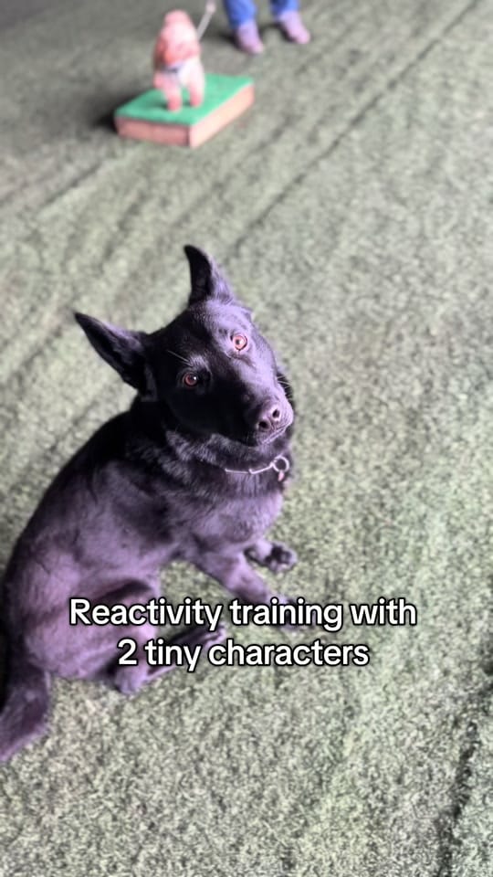 Post 6 by K9 Fife Dog Training on TikTok (video)