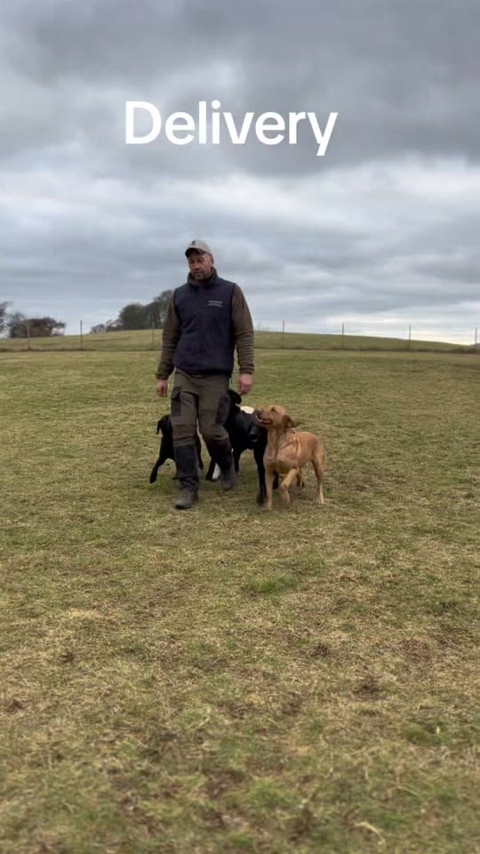 Post 10 by K9 Fife Dog Training on TikTok (video)