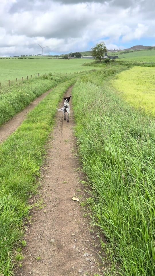 Post 4 by K9 Fife Dog Training on TikTok (video)