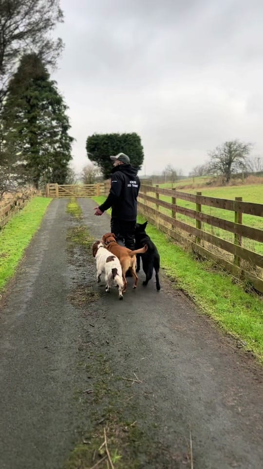 Post 8 by K9 Fife Dog Training on TikTok (video)