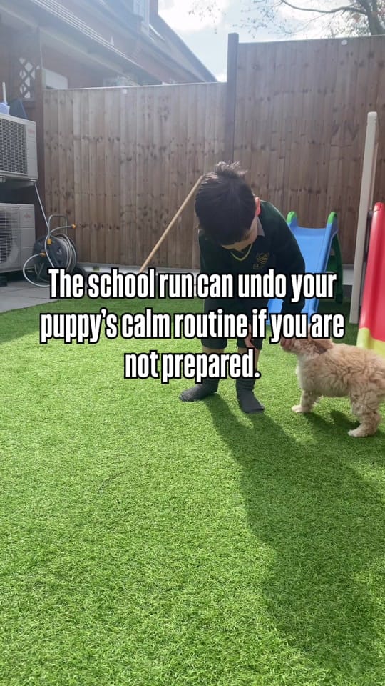 Post 2 by Sara | Puppy & Dog Trainer on TikTok (video)