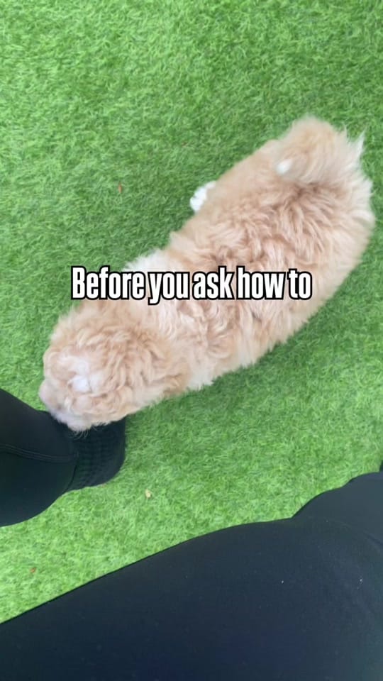 Post 1 by Sara | Puppy & Dog Trainer on TikTok (video)