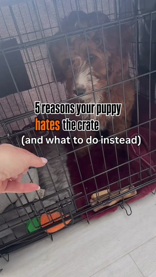 Post 8 by Sara | Puppy & Dog Trainer on TikTok (video)
