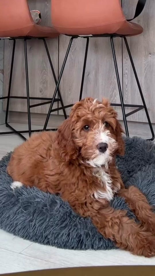Post 6 by Sara | Puppy & Dog Trainer on TikTok (video)
