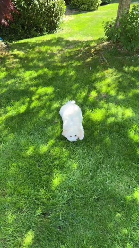 Post 4 by Sara | Puppy & Dog Trainer on TikTok (video)