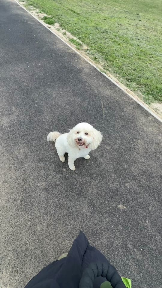 Post 9 by Sara | Puppy & Dog Trainer on TikTok (video)