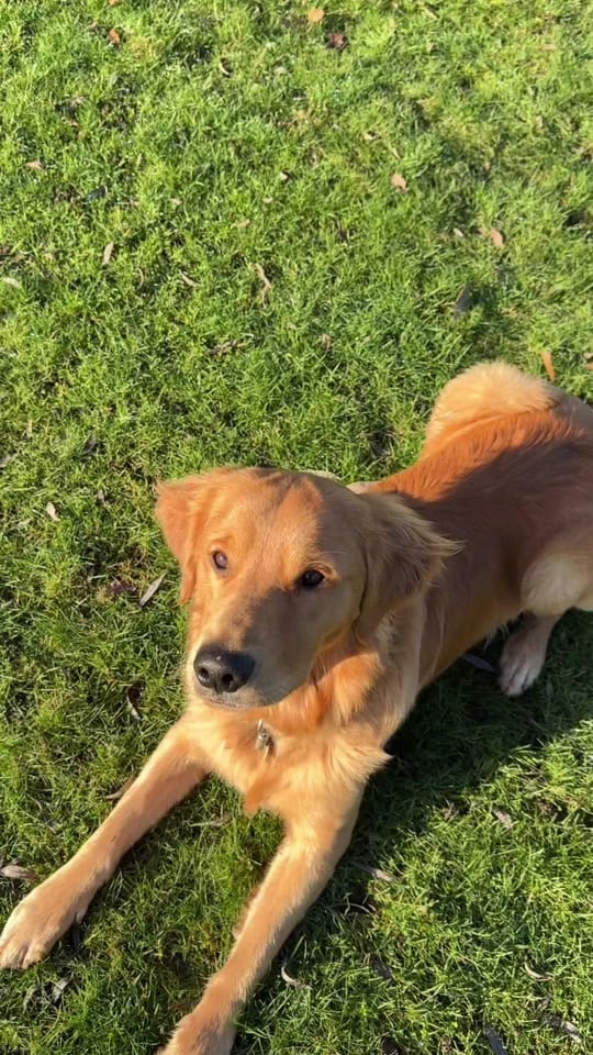 Post 3 by Sara | Puppy & Dog Trainer on TikTok (video)