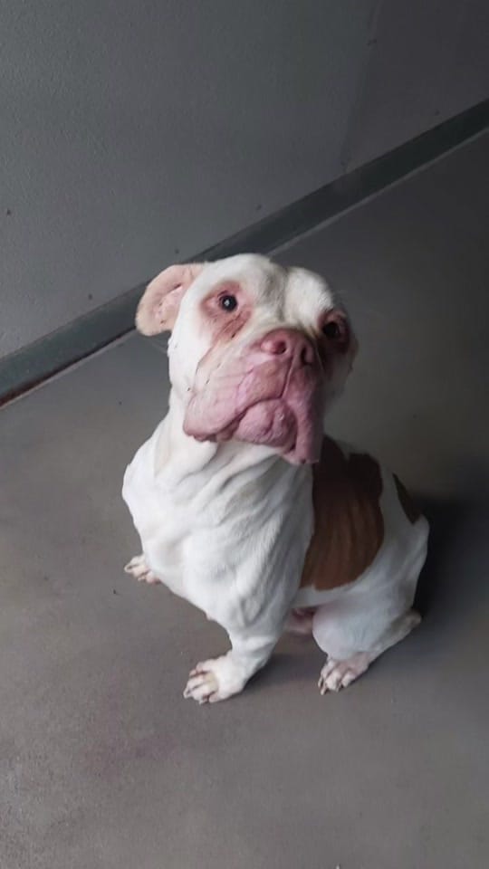 Post 8 by Scottish SPCA on TikTok (video)