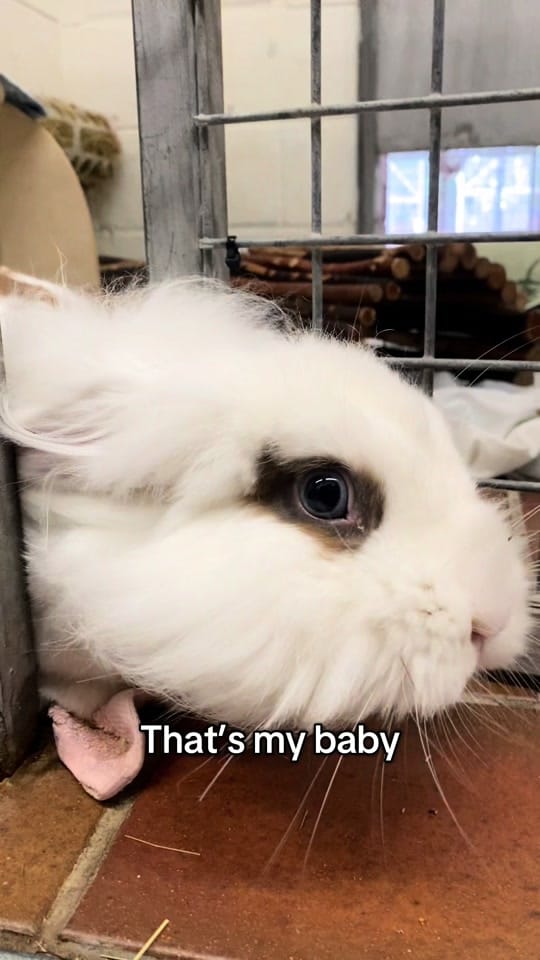 Post 9 by Scottish SPCA on TikTok (video)