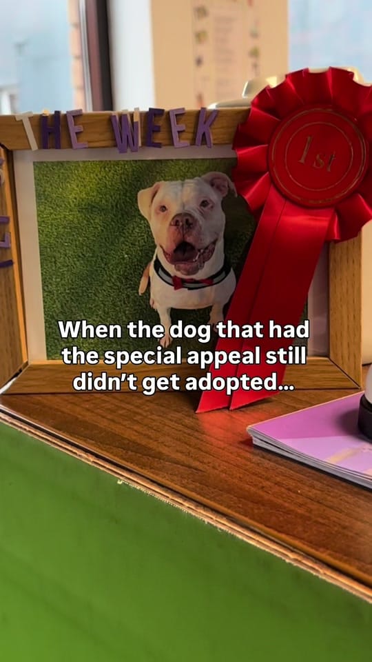 Post 6 by Scottish SPCA on TikTok (video)