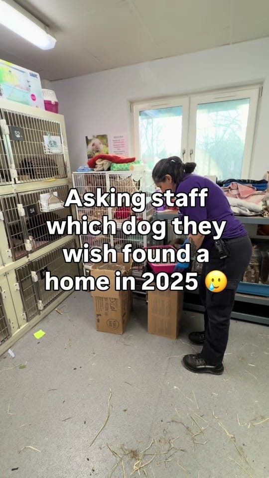 Post 2 by Scottish SPCA on TikTok (video)
