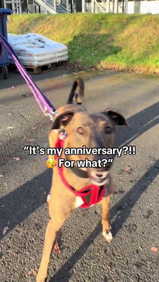 Post 1 by Scottish SPCA on TikTok (video)