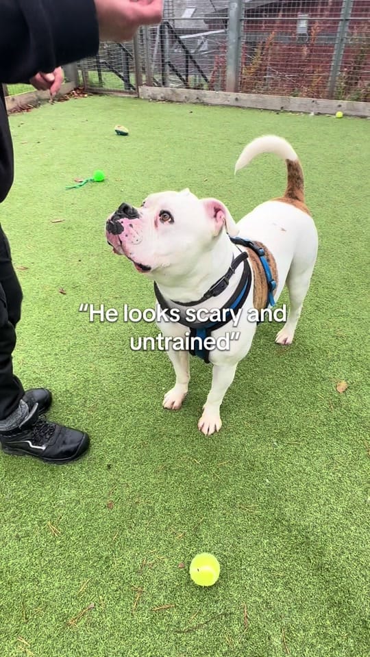 Post 5 by Scottish SPCA on TikTok (video)