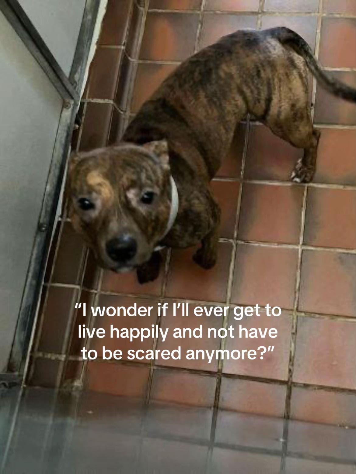 Post 7 by Scottish SPCA on TikTok (video)