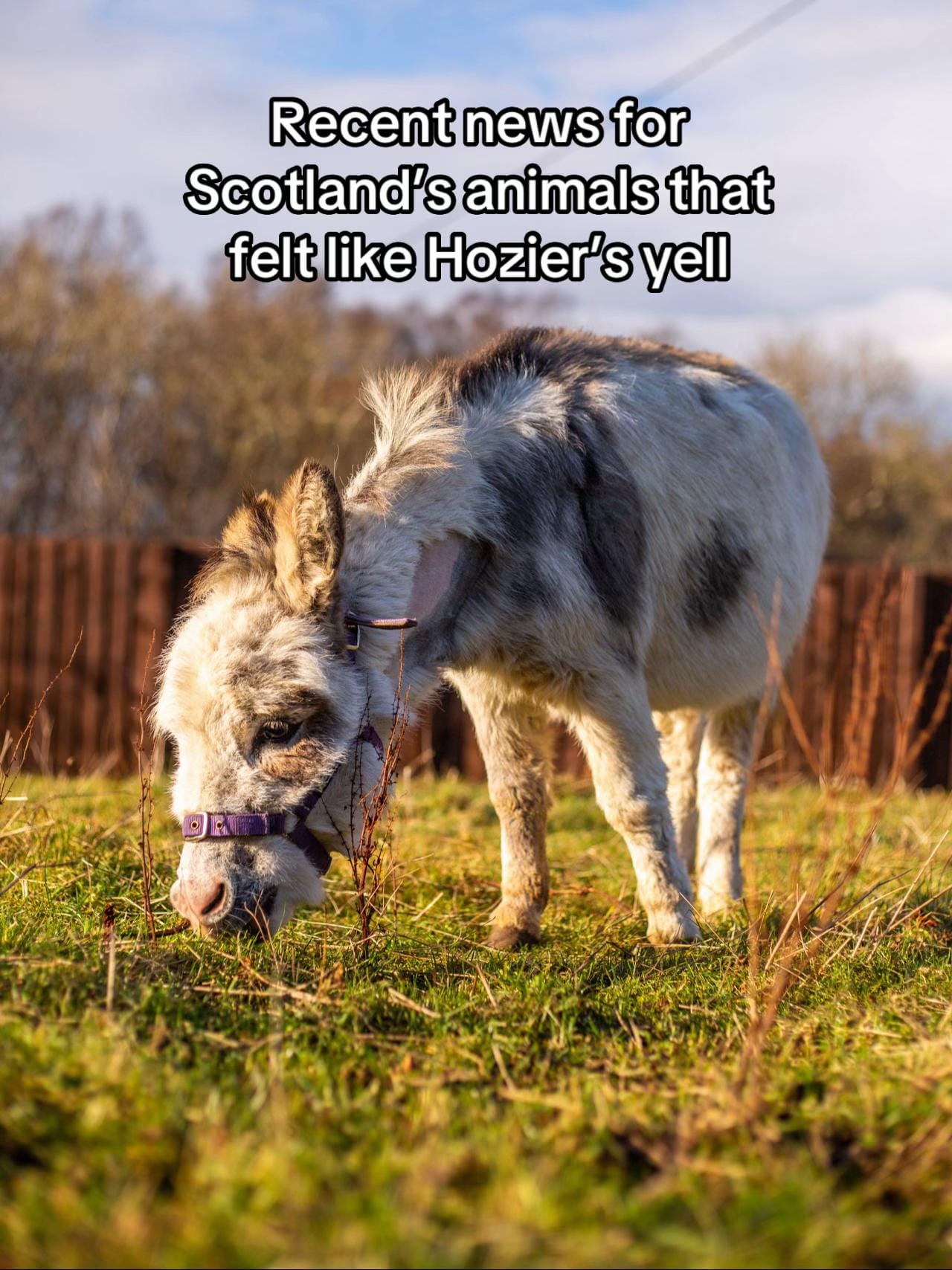 Post 4 by Scottish SPCA on TikTok (video)