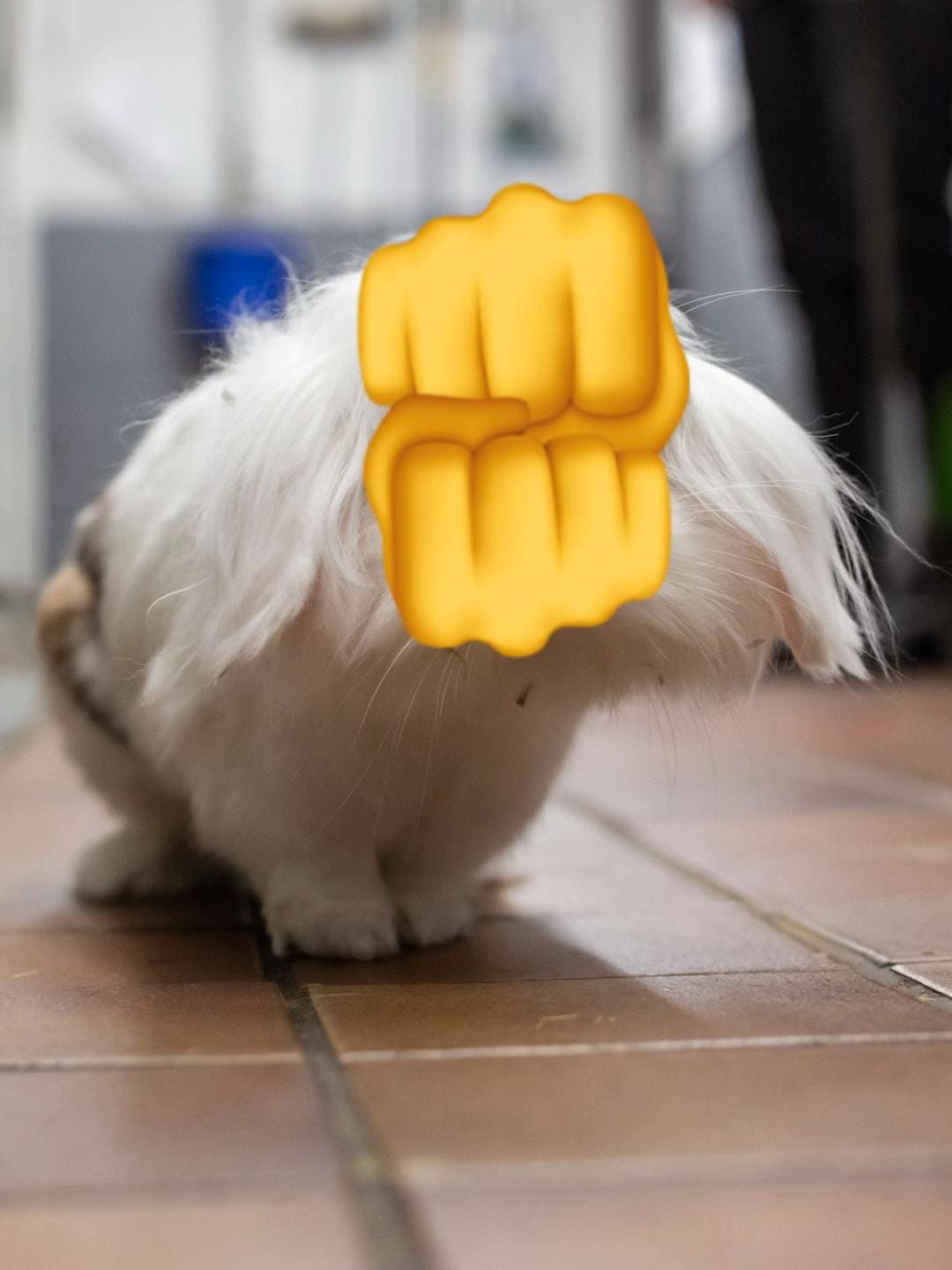 Post 10 by Scottish SPCA on TikTok (video)