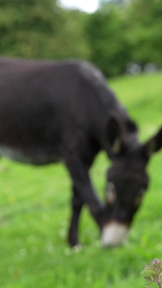 Post 4 by The Donkey Sanctuary Ireland on TikTok (video)