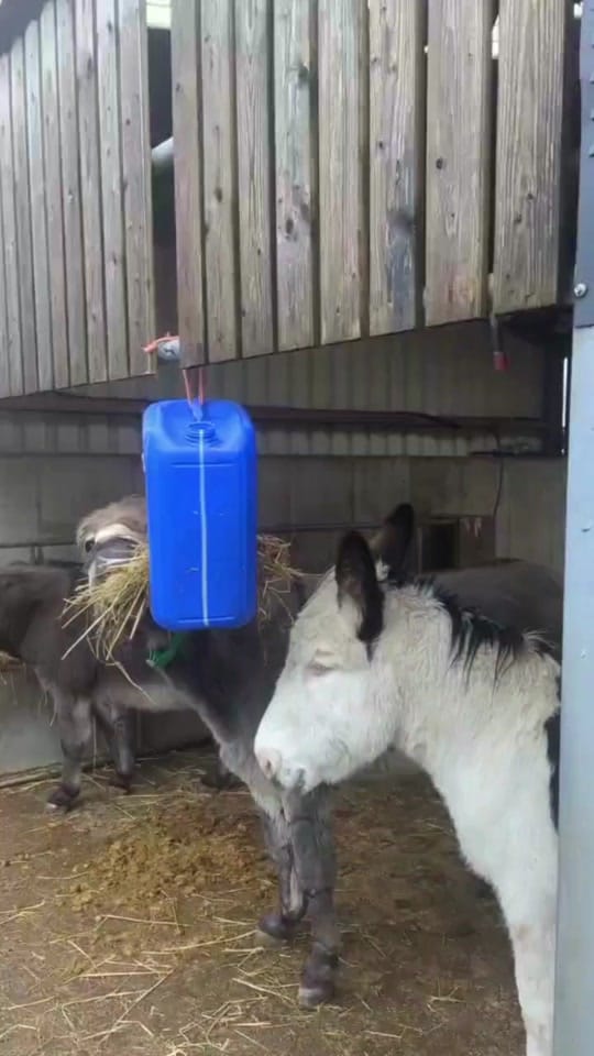 Post 1 by The Donkey Sanctuary Ireland on TikTok (video)