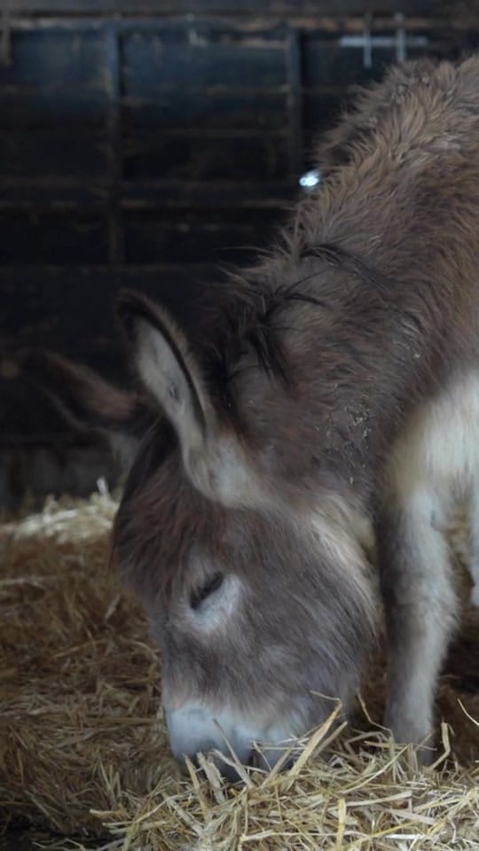 Post 6 by The Donkey Sanctuary Ireland on TikTok (video)