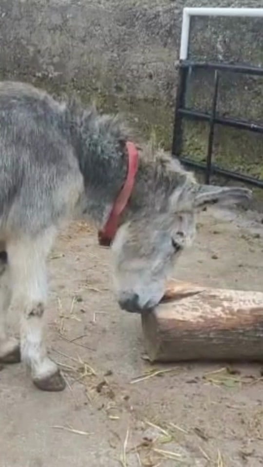 Post 8 by The Donkey Sanctuary Ireland on TikTok (video)