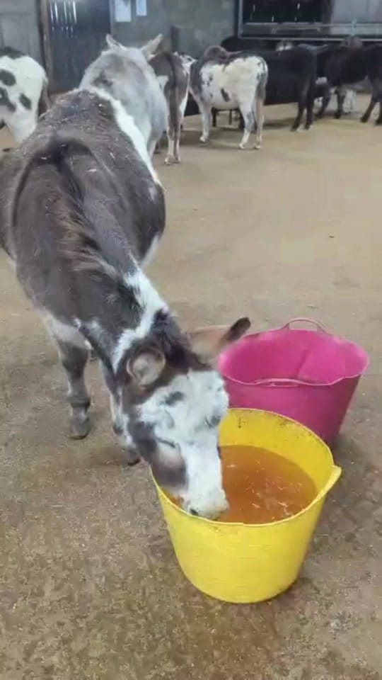 Post 5 by The Donkey Sanctuary Ireland on TikTok (video)