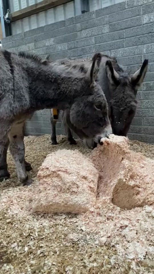Post 10 by The Donkey Sanctuary Ireland on TikTok (video)