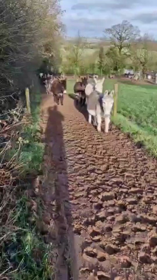 Post 2 by The Donkey Sanctuary Ireland on TikTok (video)