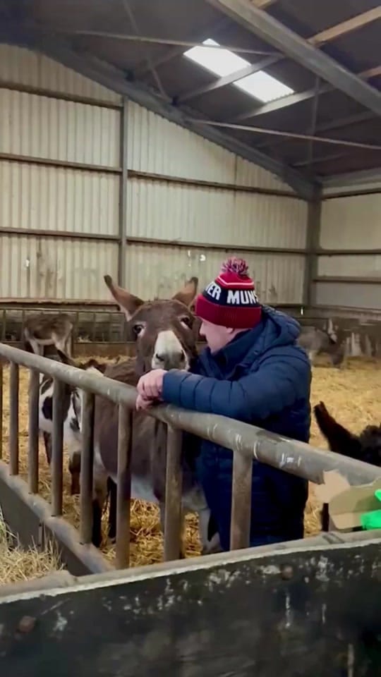 Post 9 by The Donkey Sanctuary Ireland on TikTok (video)
