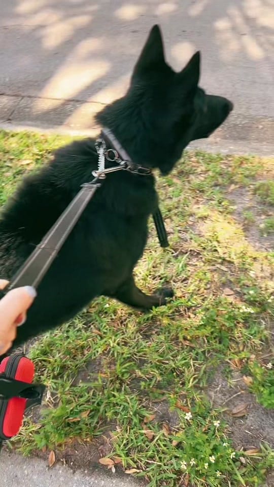 Post 7 by Elena on TikTok (video)