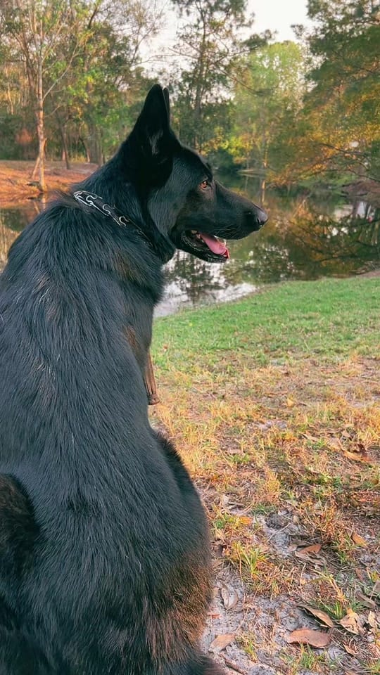 Post 8 by Elena on TikTok (video)