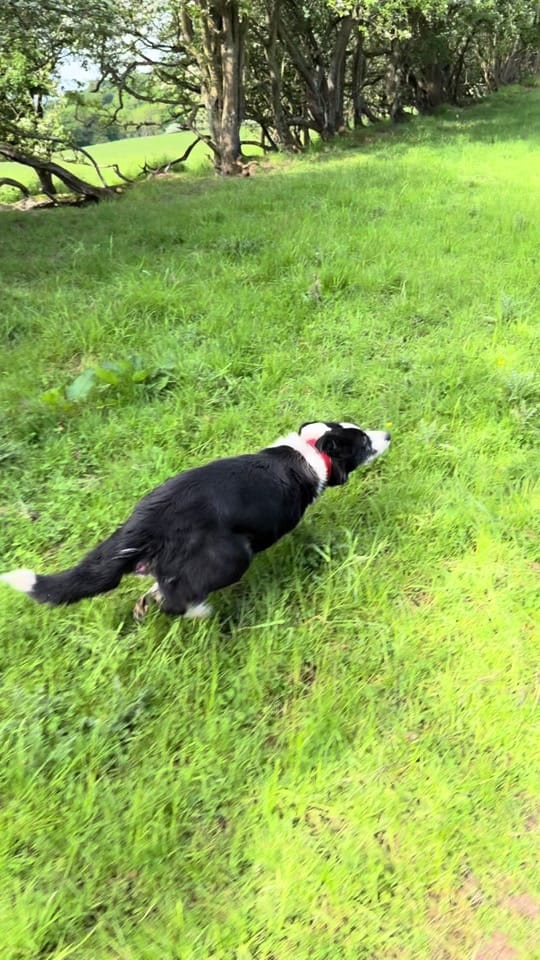 Post 7 by Sean the sheepman on TikTok (video)