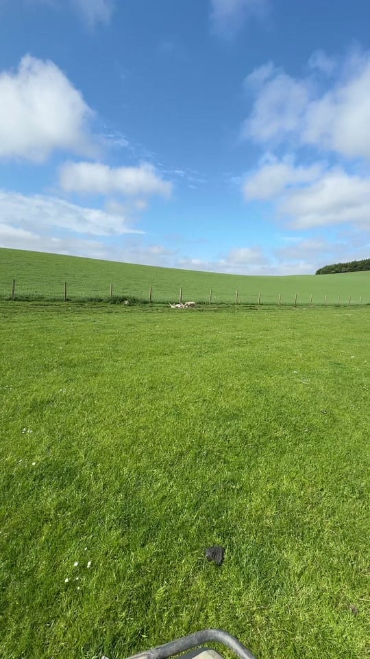 Post 4 by Sean the sheepman on TikTok (video)