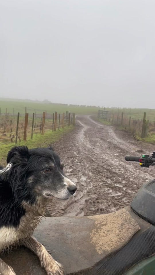 Post 8 by Sean the sheepman on TikTok (video)