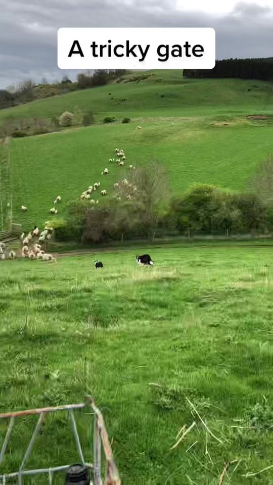 Post 10 by Sean the sheepman on TikTok (video)