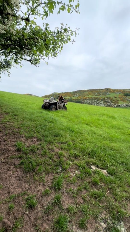 Post 6 by Sean the sheepman on TikTok (video)