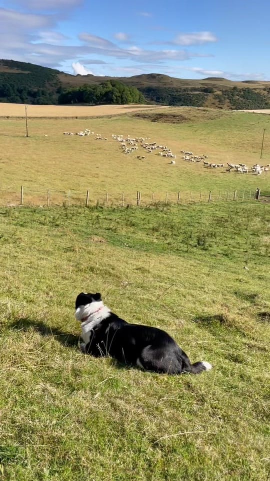 Post 9 by Sean the sheepman on TikTok (video)