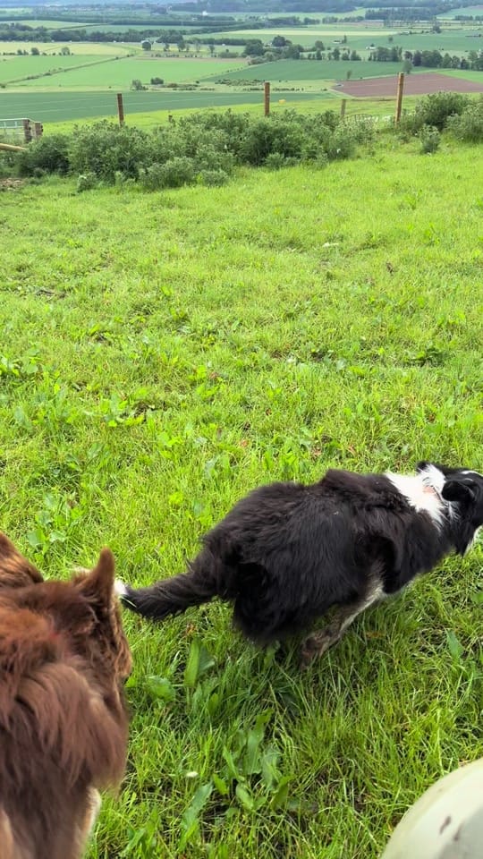 Post 3 by Sean the sheepman on TikTok (video)