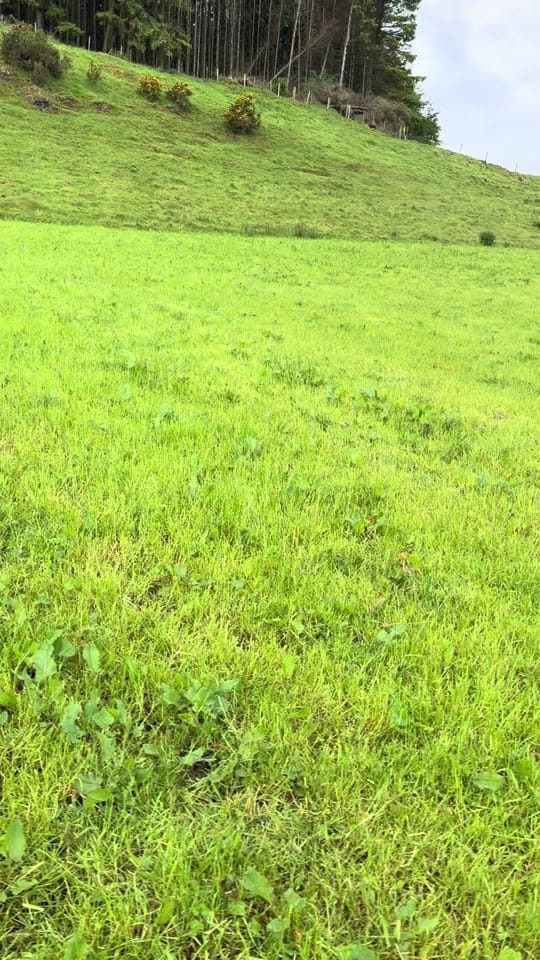 Post 1 by Sean the sheepman on TikTok (video)