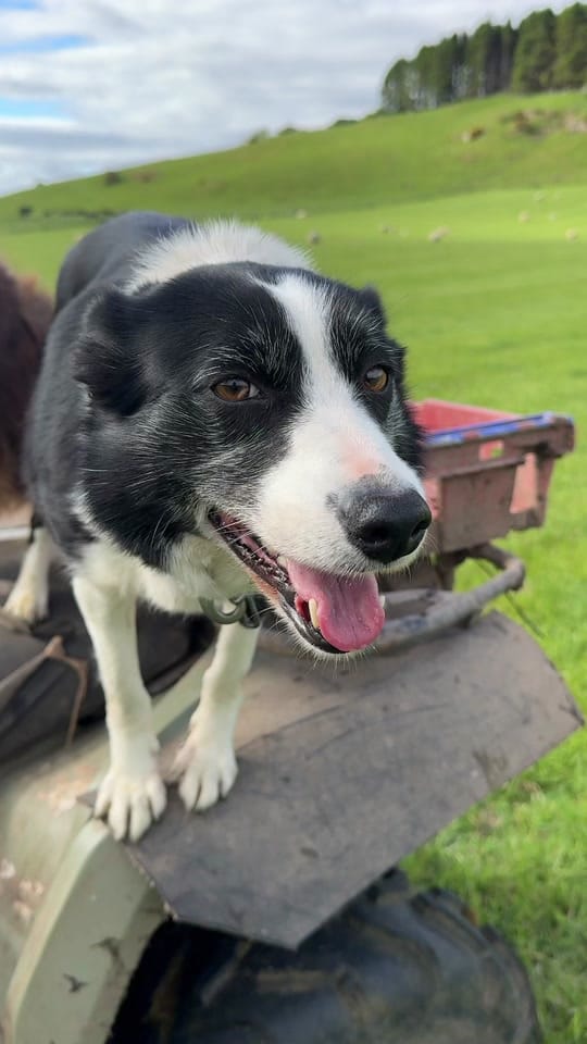 Post 5 by Sean the sheepman on TikTok (video)