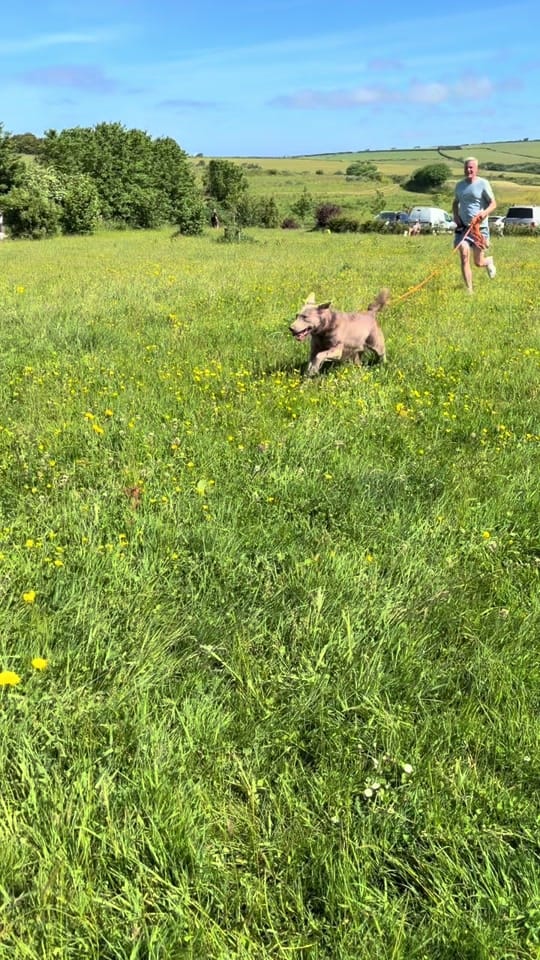 Post 6 by blacktoothdogs on TikTok (video)