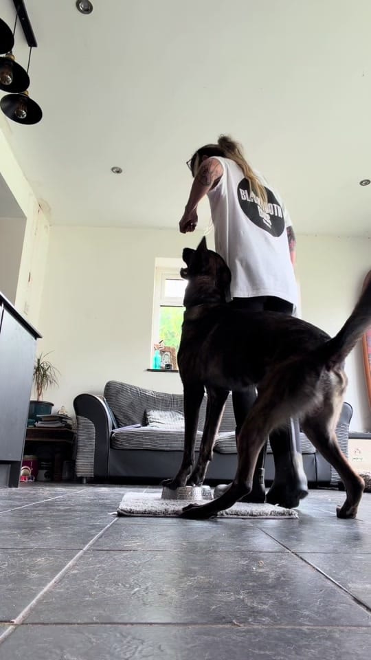 Post 3 by blacktoothdogs on TikTok (video)