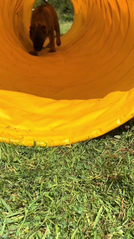 Post 4 by blacktoothdogs on TikTok (video)