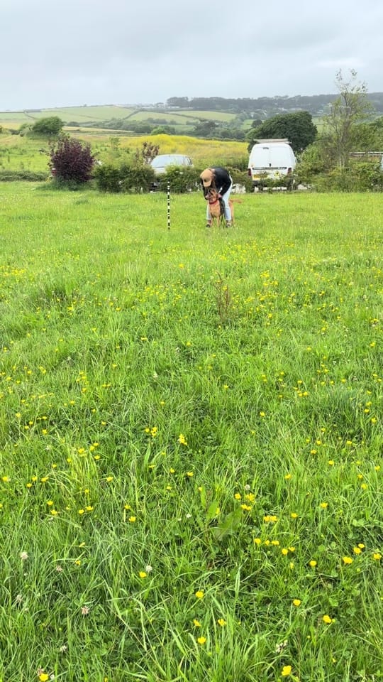 Post 5 by blacktoothdogs on TikTok (video)