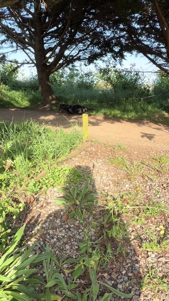 Post 8 by blacktoothdogs on TikTok (video)