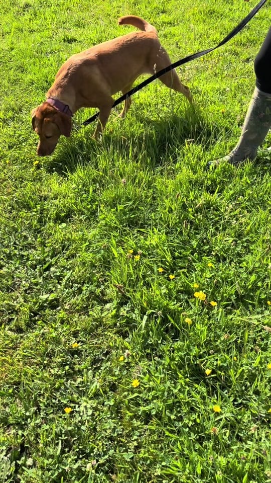 Post 1 by blacktoothdogs on TikTok (video)