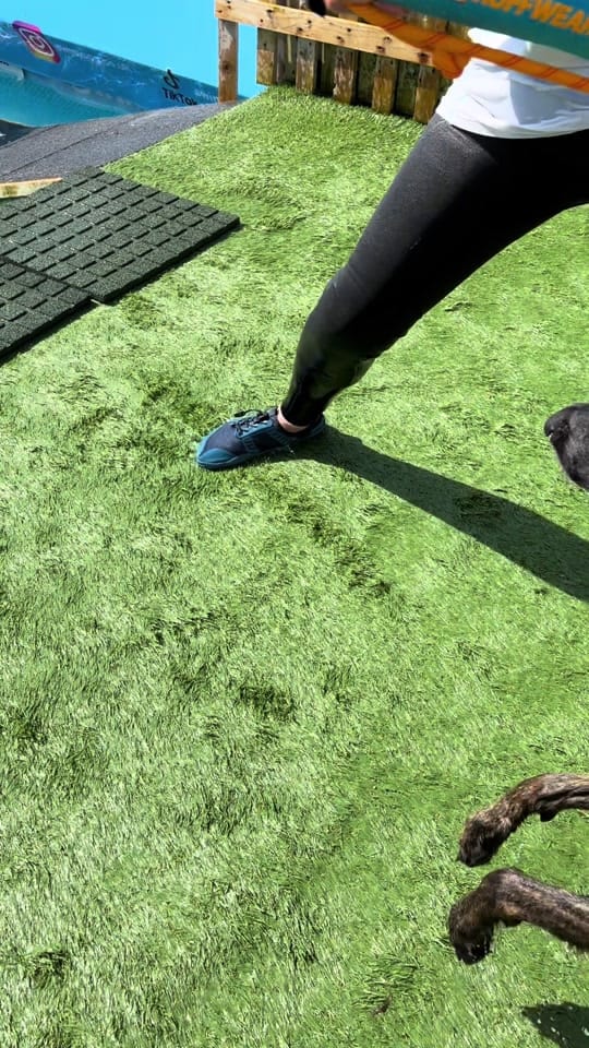 Post 9 by blacktoothdogs on TikTok (video)