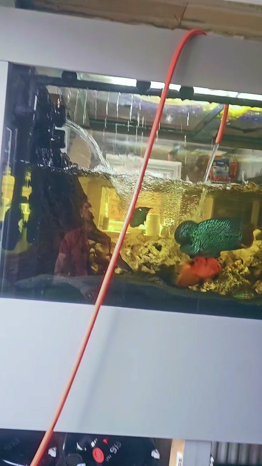Post 2 by SWB Aquatics (Ste Blyth) on TikTok (video)