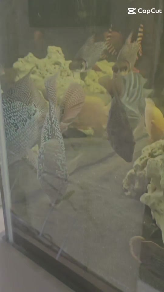 Post 8 by SWB Aquatics (Ste Blyth) on TikTok (video)