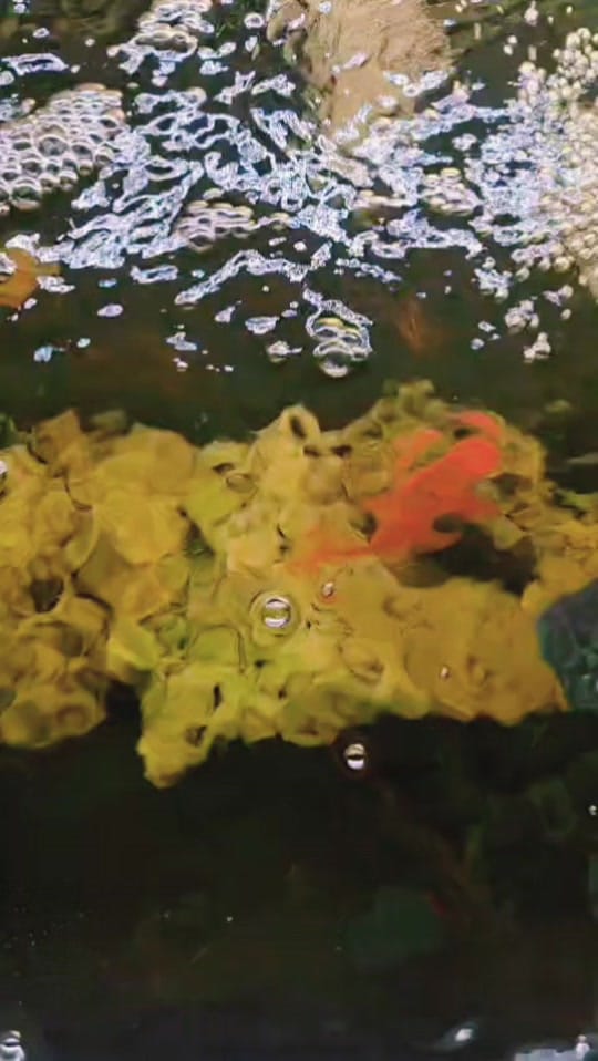 Post 5 by SWB Aquatics (Ste Blyth) on TikTok (video)