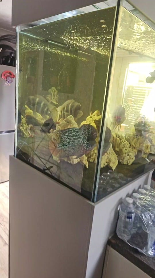 Post 9 by SWB Aquatics (Ste Blyth) on TikTok (video)
